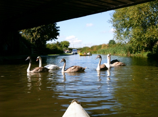 swans on canal